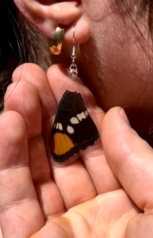 California Sister Butterfly Wing Earrings