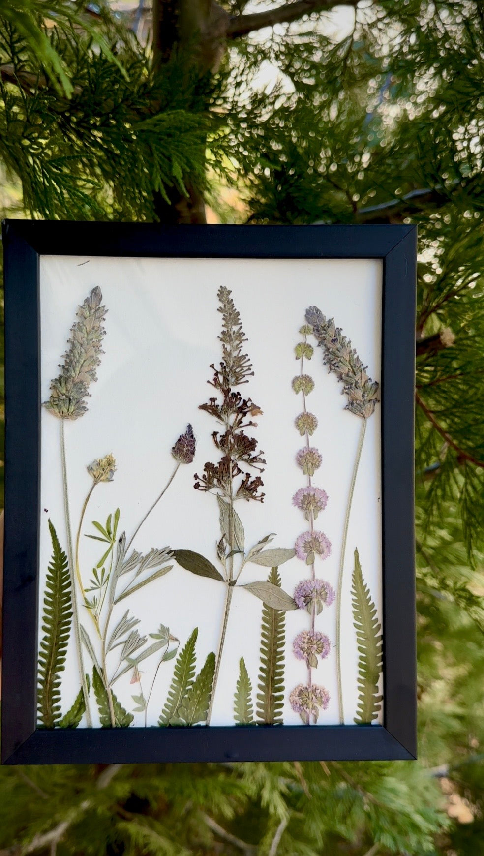 Pressed Flower Art in Black 5×7 Frame – Lavender & Fern Botanical Decor