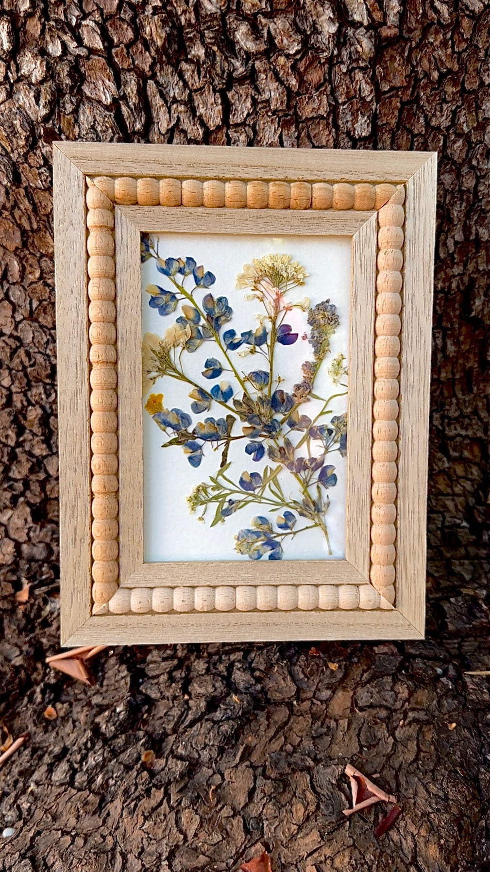 “Meadow Reverie” Wild Lupine Pressed Flower Art – 4x6 Botanical Frame with Pansies & Candy Tuft