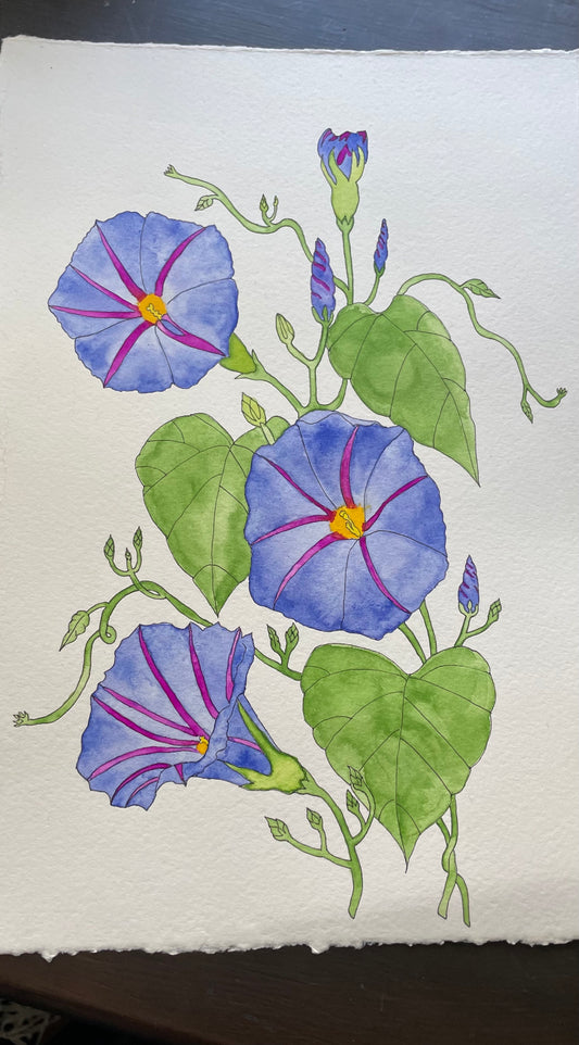 Morning Glory Watercolor Painting