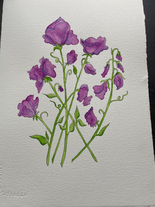 Sweet Pea Watercolor Painting